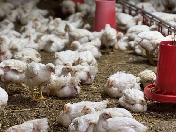 617592304 2079588749456064 6185448300969829195 N