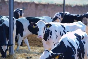 641363882 2111038692977736 7797416410597243913 N