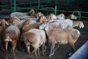 643434093 2111038912977714 5332080038834937206 N